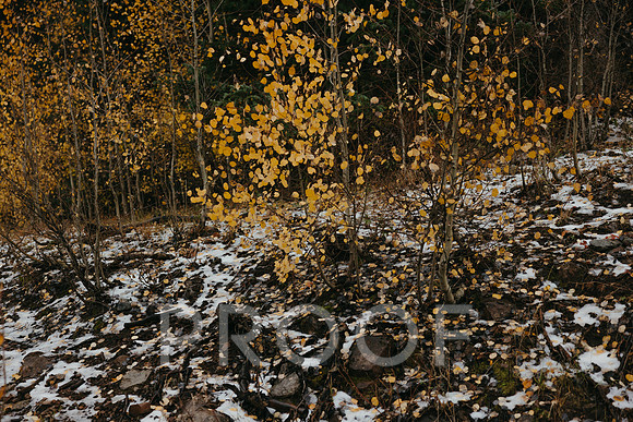 SA_M25-2335
