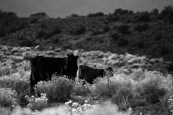 JDP_M21_Landscape-11858