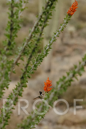 SA_AZ25-0937