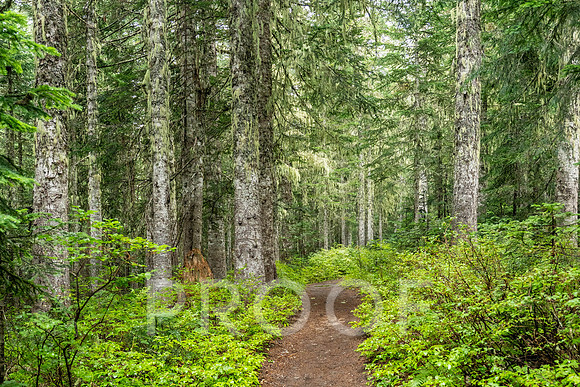 CG_BF-06652