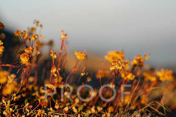 AW_BF26-2755