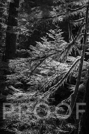 ER_BF_26-2633