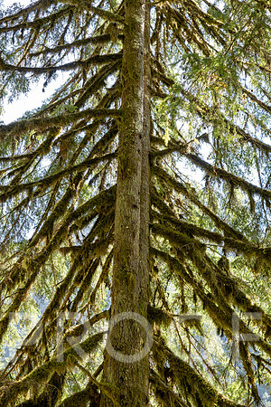 ER_BF_26-2590