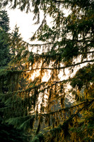 JDP_BF21-6712