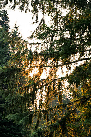 JDP_BF21-6712