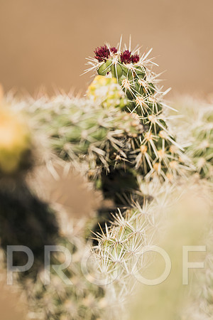 JP_AZ25-46