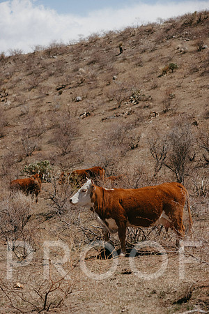 SA_AZ25-0959