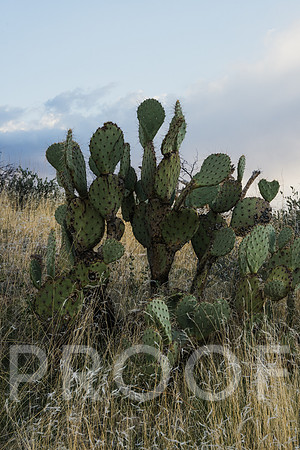 JP_AZ25-17