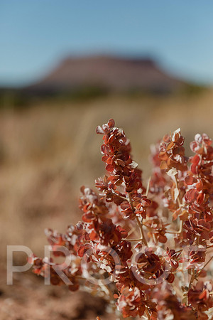 SA_M23-2681