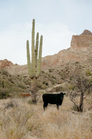 SA_AZ25-0952