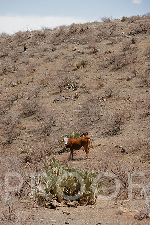 SA_AZ25-0960