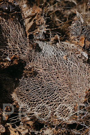 SA_AZ25-0961