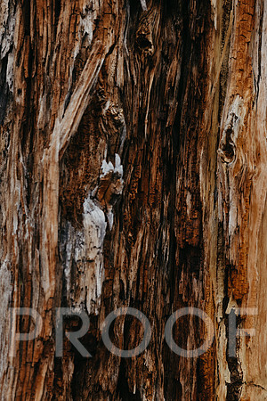 SA_T25-2530