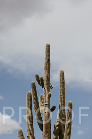 SA_AZ25-0964
