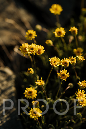AW_T25-4747