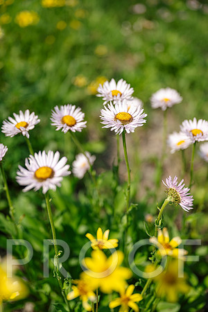 AW_BF24-4688