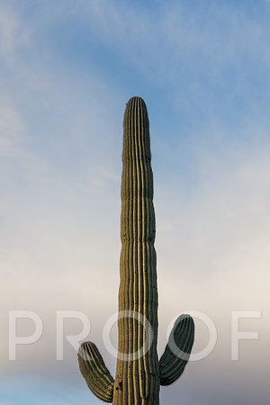 JP_AZ25-21