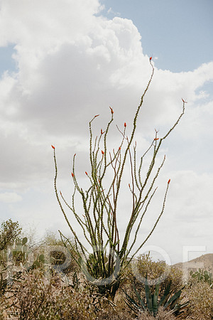SA_AZ25-0208