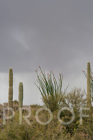 AW_AZ25-3004