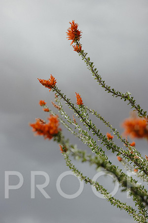 SA_AZ25-0699