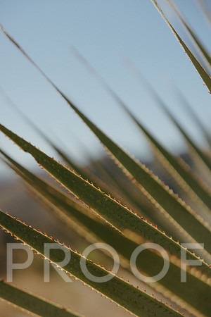 SA_AZ25-1262