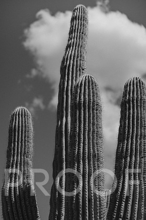 SA_AZ25-0279