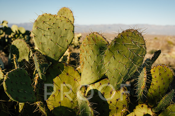 AW_AZ25-9470