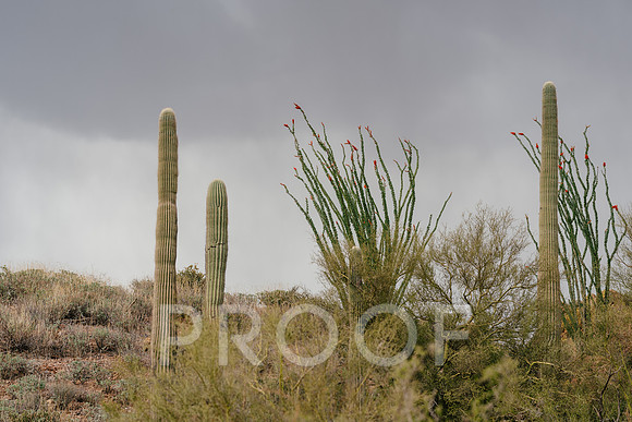 AW_AZ25-3002