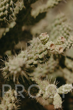 SA_AZ25-0177