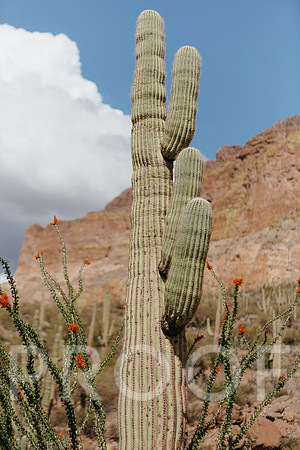 SA_AZ25-0480