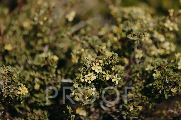 SA_T25-sample-1332