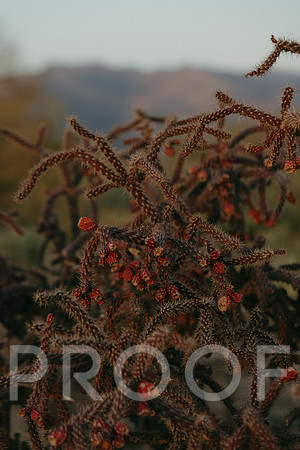 SA_AZ25-2019