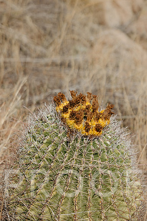 SA_AZ25-1646